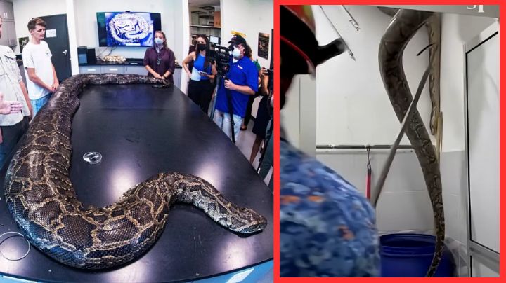 Familia aterrada descubre pitón gigante en el techo de su baño; así fue el rescate | VIDEO