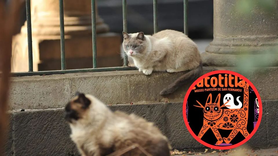Festival Gatotitlán 2025: actividades, horarios y donaciones para apoyar a los gatos de la CDMX