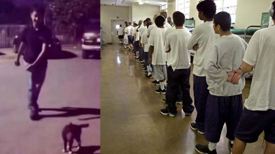 El joven detenido enfrenta cargos por crueldad animal