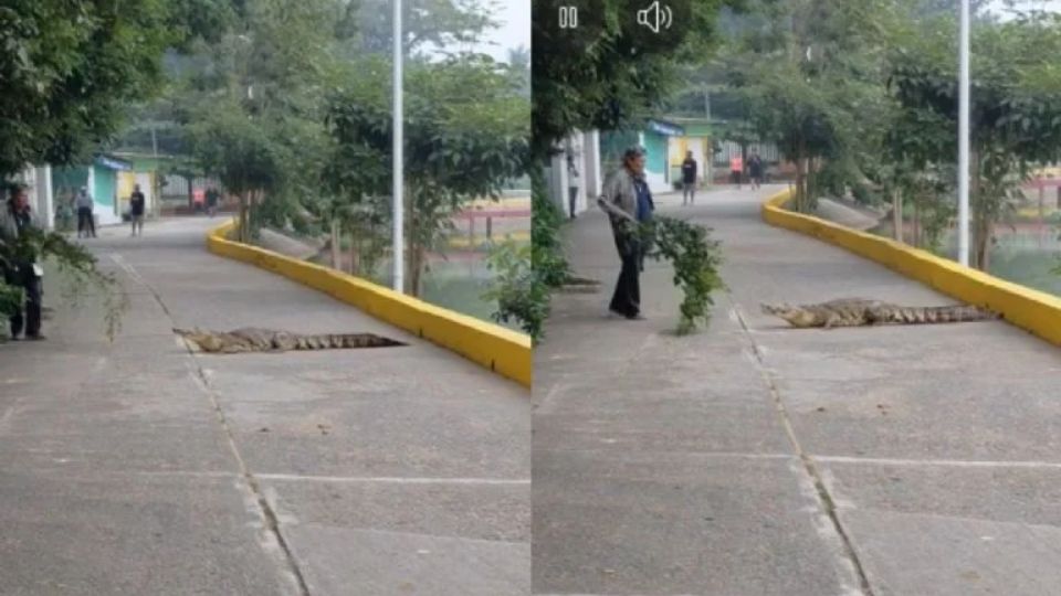 Hombre enfrenta a un cocodrilo que salió de laguna de Isla, en Veracruz; lo hace regresar al agua | VIDEO
