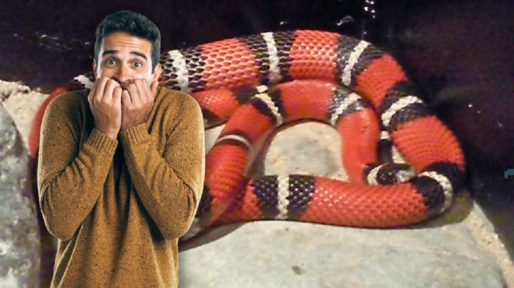 Serpiente ‘coralillo’ causa alarma en Soriana Maldonado; empleados logran capturar al reptil | VIDEO