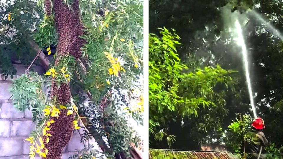 Las abejas causaron temor entre estudiantes y maestros.