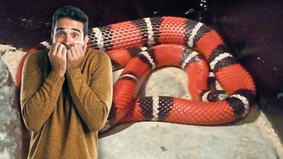 Captan serpiente ‘coralillo’ en Soriana Maldonado