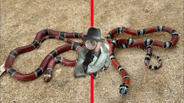 Aprende a identificar una serpiente coralillo verdadera de una falsa; ¿ambas son venenosas?