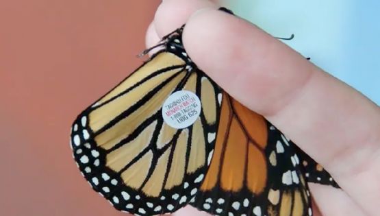 Equipan a mariposas monarca con chips del tamaño de un arroz para rastrear 4 mil kilómetros de vuelo
