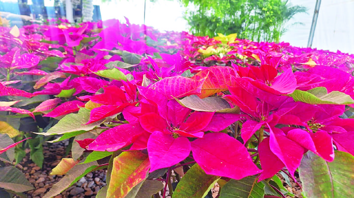 Decora nochebuena espacios de Nuevo Laredo; ¿cuánto cuesta en viveros y centros comerciales?