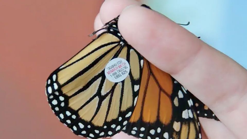 Buscan descubrir misterios e la migración e la mariposas monarca