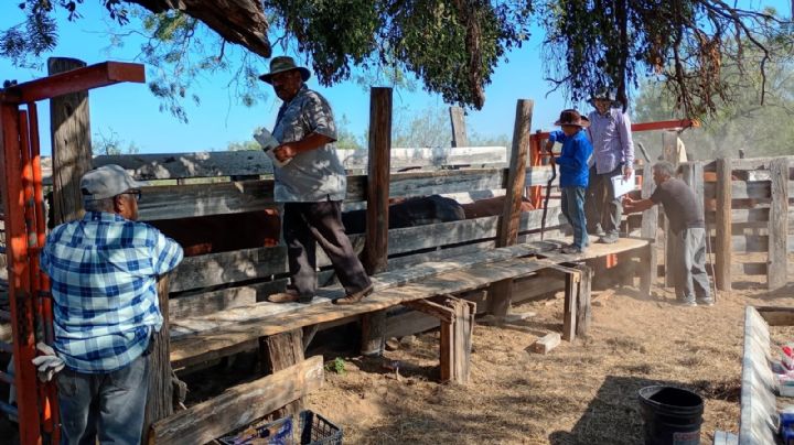 Continúa la campaña gratuita de ivermerctina en apoyo al sector ganadero