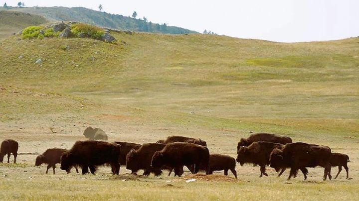 Avistan bisontes en Cuatro Ciénegas después de un siglo sin su presencia | VIDEO