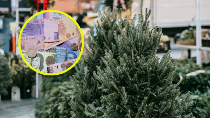 ¿Cuánto cuesta el árbol de Navidad natural en este 2025?