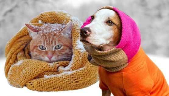 ¿Tu mascota tiene frío? Indicadores, riesgos y medidas recomendadas para perros y gatos en invierno