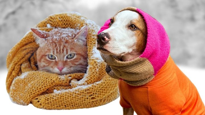 ¿Tu mascota tiene frío? Indicadores, riesgos y medidas recomendadas para perros y gatos en invierno
