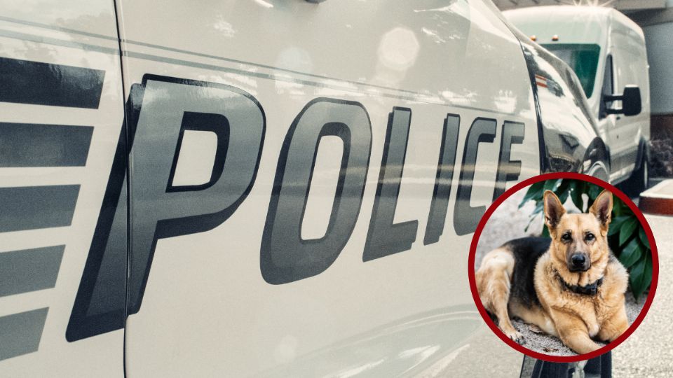 Hombre maltrataba a sus perros