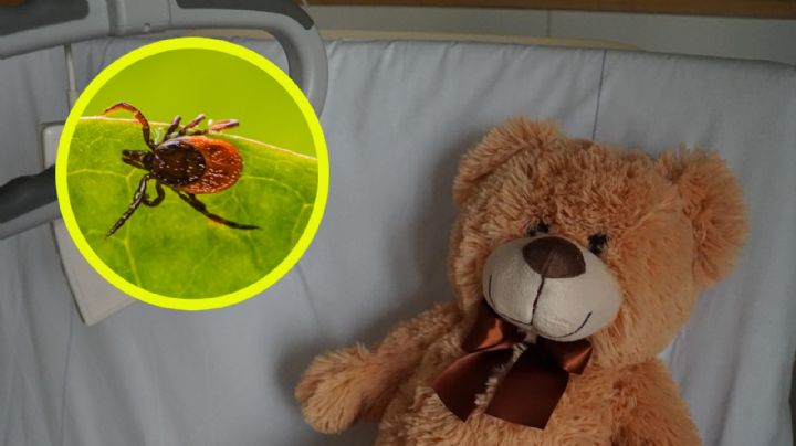 Niña de seis años muere de infección por Rickettsia; ¿cuáles fueron sus síntomas?