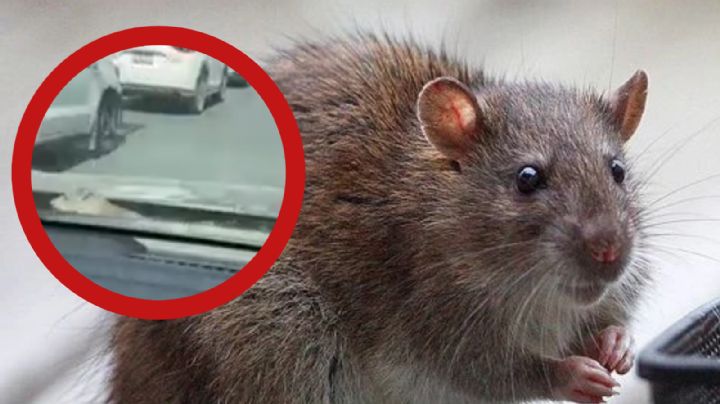 Rata causa pánico al trepar vehículo en avenida de Monterrey; mujeres gritan aterrorizadas | VIDEO