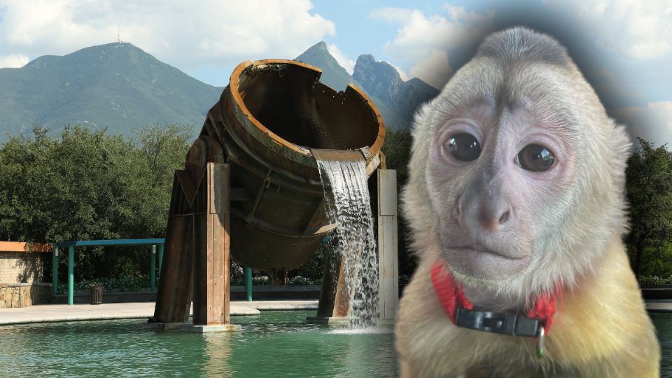 Captan mono capuchino en Monterrey