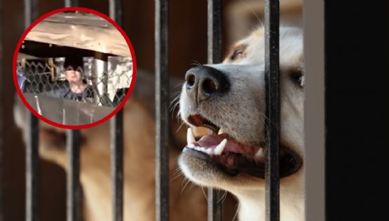 Joven con discapacidad es encerrada en jaula para perros; vecino denuncia a madre adoptiva | VIDEO