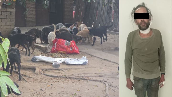 Rastro clandestino vendía carne de perro en Oaxaca; rescatan 65 animales