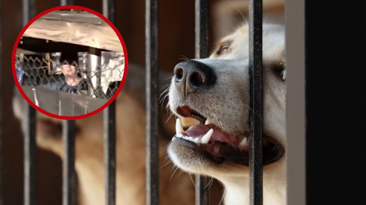 Joven con discapacidad es encerrada en jaula para perros; vecino denuncia a madre adoptiva | VIDEO