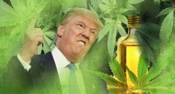 Trump busca reclasificar la marihuana en EU; la pondrían en el mismo nivel del Tylenol