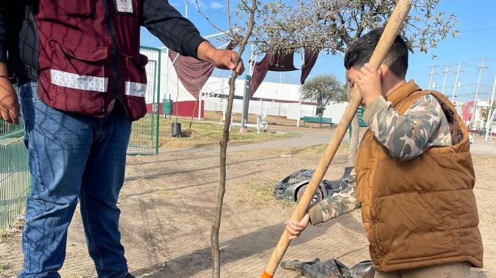 Reforestan plaza de Los Olivos 2 como parte del programa 'Arboleando NLD'