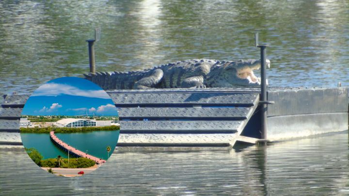 Captan a cocodrilos de Tampico estrenando su propio 'spa' con asoleaderos | FOTOS