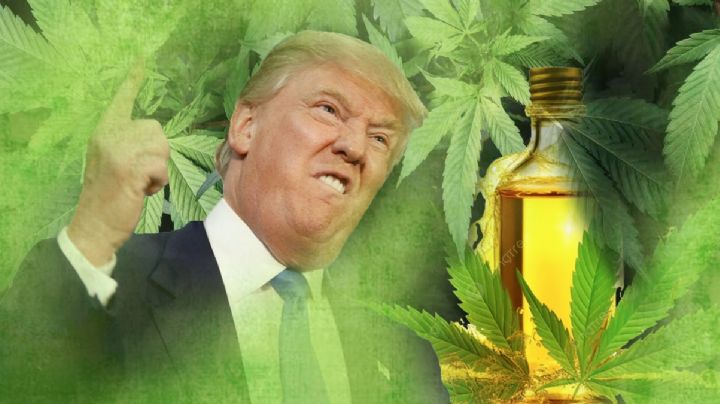Trump busca reclasificar la marihuana en EU; la pondrían en el mismo nivel del Tylenol