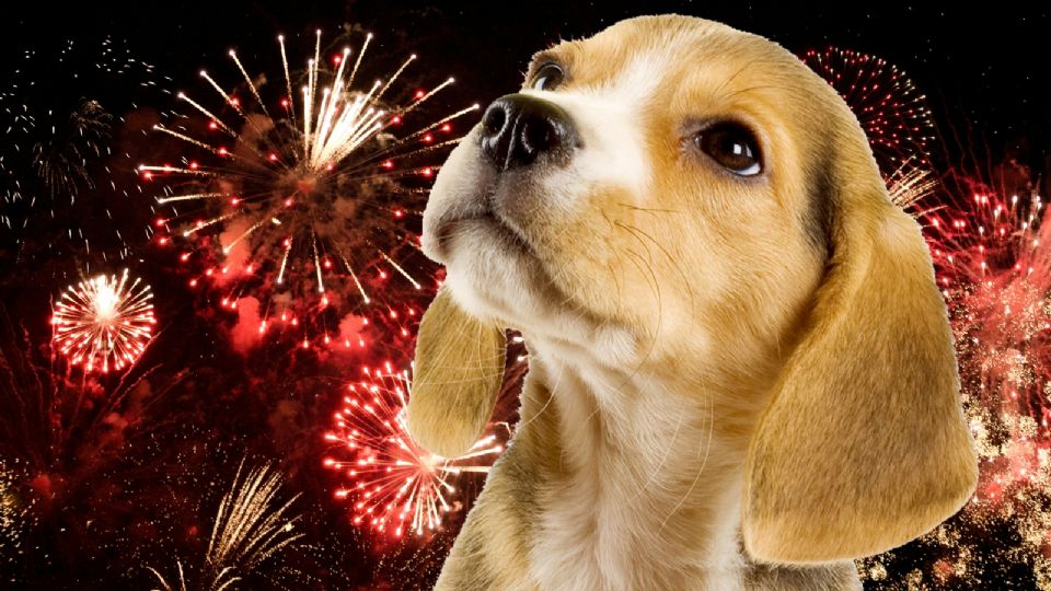 ¿Qué hacer para cuidar a tus perros cuando haya pirotecnia?