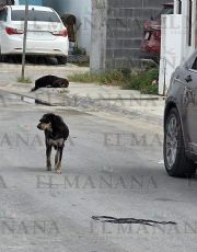 Foto descriptiva de: Niña herida tras ataque de perros en Los Fresnos; vecinos exigen justicia inmediata