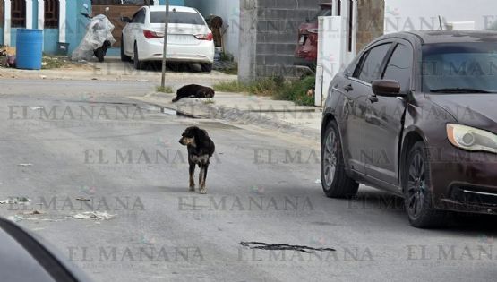 Niña de 11 años es atacada por jauría de perros en Los Fresnos; vecinos exigen justicia