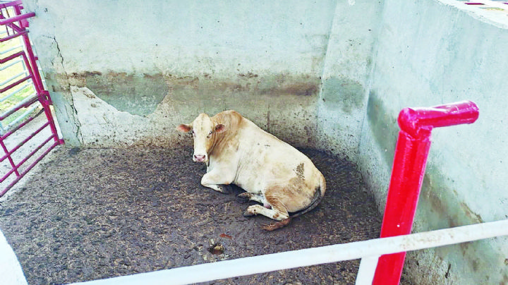 Repuntan sacrificios en el Rastro Municipal; fuerte demanda de carne por celebraciones navideñas