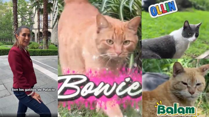 Claudia Sheinbaum presenta a los gatitos que viven en Palacio Nacional | VIDEO