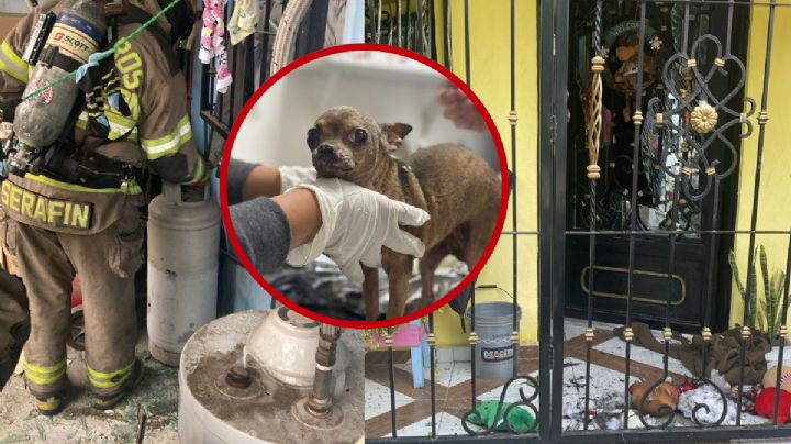 Explota cilindro de gas en Nuevo León; cuatro personas lesionadas y su perrita se salvan de milagro | FOTOS