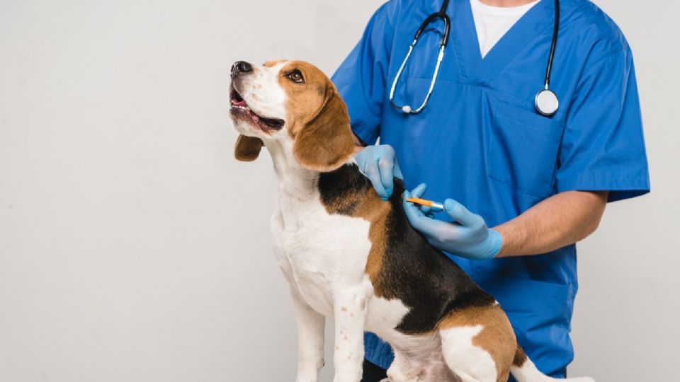 Laredo Animal Care Services Realiza jornada de vacunación