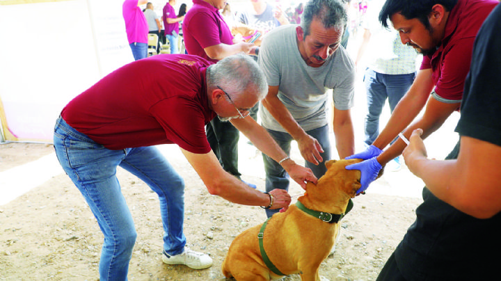 Campaña de esterilización reduce maltrato a perros en Nuevo Laredo