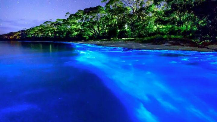 Bioluminiscencia: si vas de vacaciones a Veracruz no puedes perderte este impresionante fenómeno