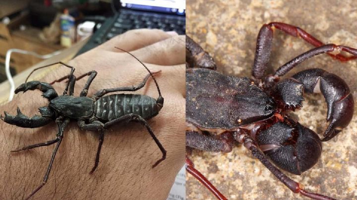 Temible arácnido de gran tamaño que es completamente inofensivo para los humanos