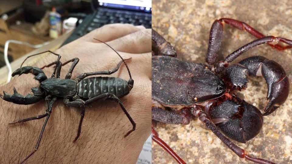 Si ves este insecto no lo mates