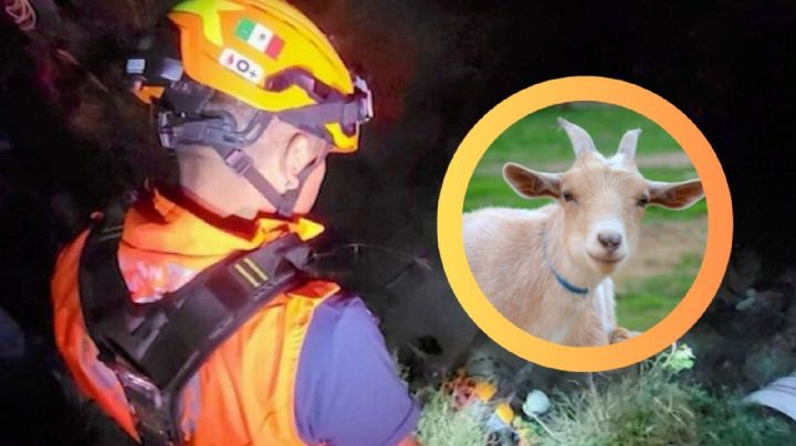 Abuelita cae en profundo pozo mientras intentaba rescatar a su cabra; así lograron rescatarla