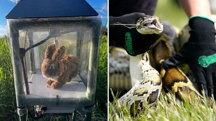 En Estados Unidos crean conejos robóticos para rastrear serpientes enormes invasoras
