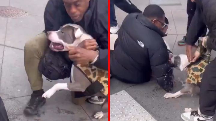 MOMENTO EXACTO en que pitbull ataca despiadadamente a bebé en Nueva York | VIDEO