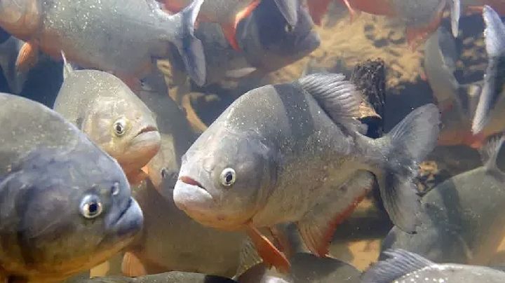 Pirañas devoran a niña de dos años tras caer accidentalmente a un río infestado de estos peces