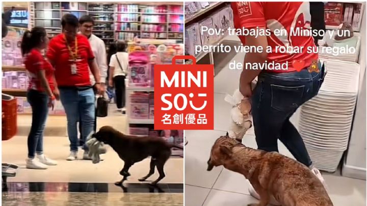 Perrito ‘roba’ peluche de tienda; clientes organizan cooperación para comprárselo
