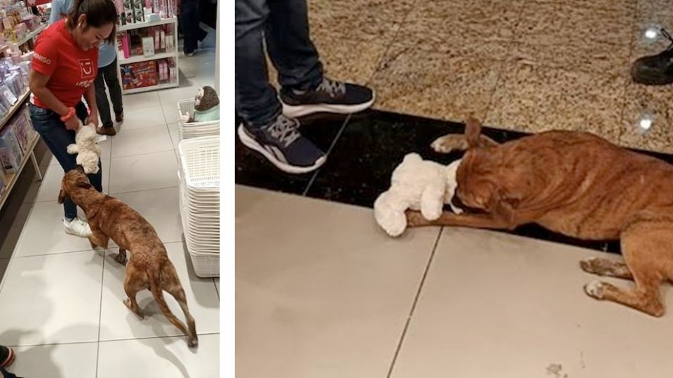 Le buscan hogar al perrito de Miniso