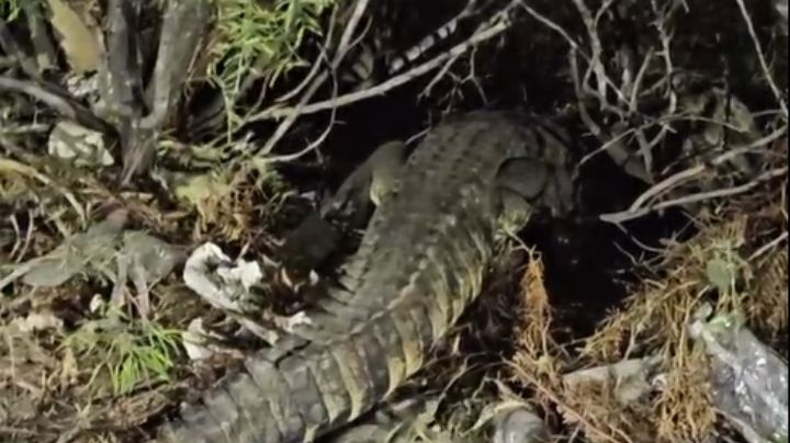 Buscan al cocodrilo avistado en El Laguito; Protección Civil toma acciones tras video en redes | VIDEO