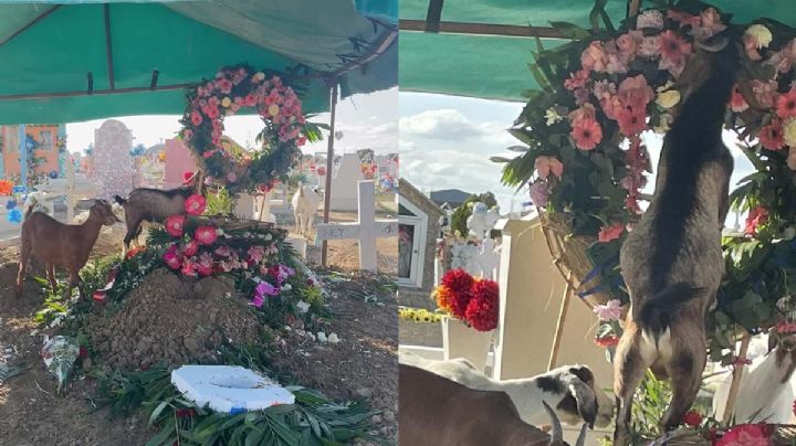 Rebaño de cabras sueltas en Nuevo Laredo hacen destrozos en panteón | FOTOS