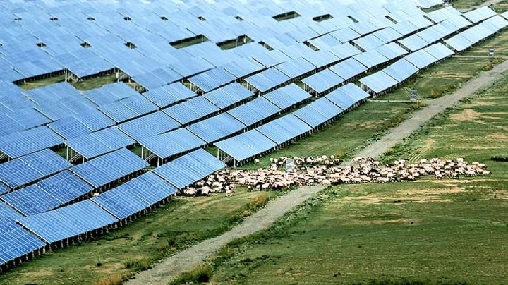 China buscaba energía y por error, al instalar campo de celdas solares en el desierto, crean un edén
