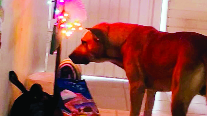 Perrito robaba lonches a estudiantes de la Secundaria 3 de Nuevo Laredo; ahora todos lo consienten