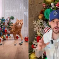 Evita que tu gato destruya el árbol de Navidad; veterinario revela truco para lograrlo