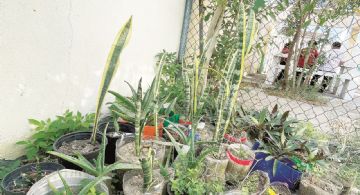 Estudiantes de la Escuela Ignacio Ramírez cosechan los primeros frutos de su propio huerto